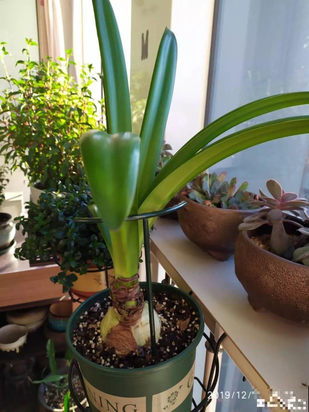 天冷把花搬进屋，修剪杀虫一个也不能少，不然叶子掉没成光杆！