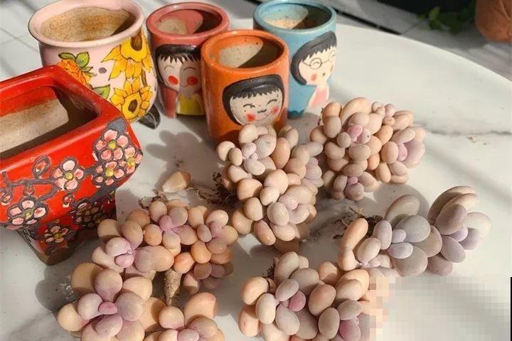 多肉就得饿着养，少浇水用小盆，越虐越值钱！