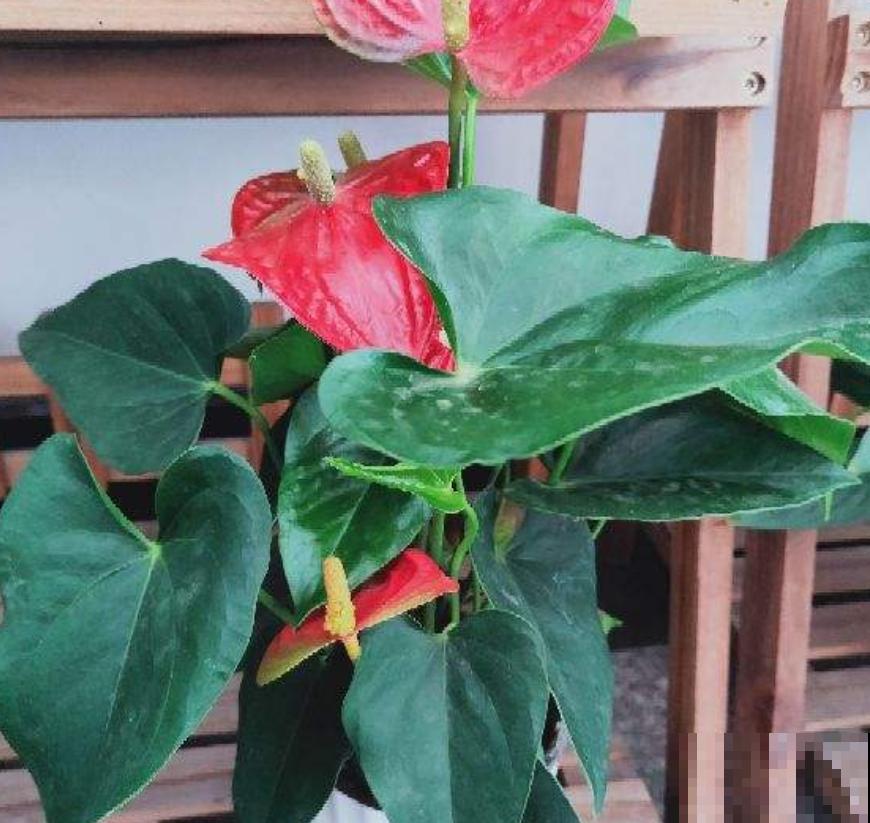 过年养盆“塑料花”，年后也不用愁，能一直开到春天！