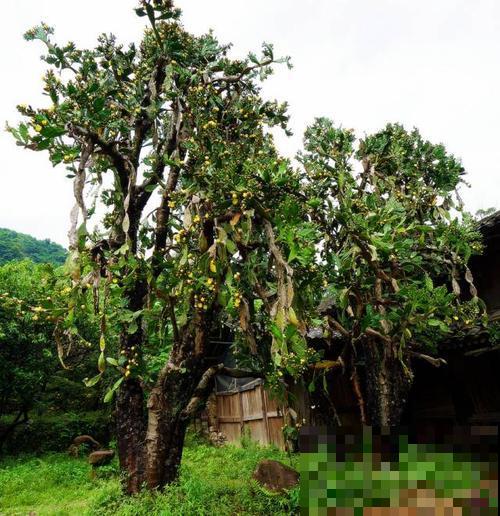 老家一棵仙人掌，长得比2层楼还高，开花满树金黄！