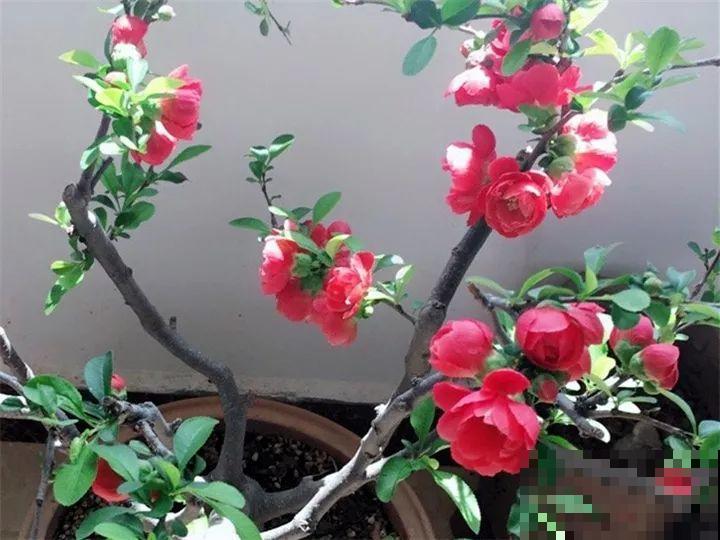 冬天养不好花，不如养棵树，霸气上档次，满满的安全感！