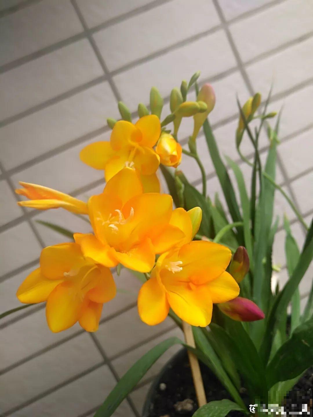 14种香水花，家里摆一盆，满屋子都是香味！