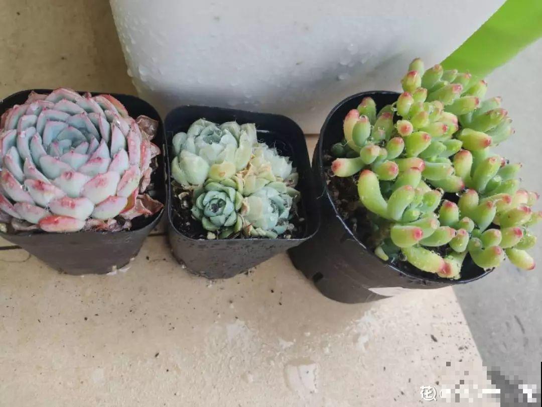 温度骤降，多肉想要过冬就得断水，不然准会冻烂根！