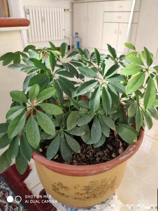 这4种花养在家里，就是一个小型的加湿器，不干不躁真舒服！