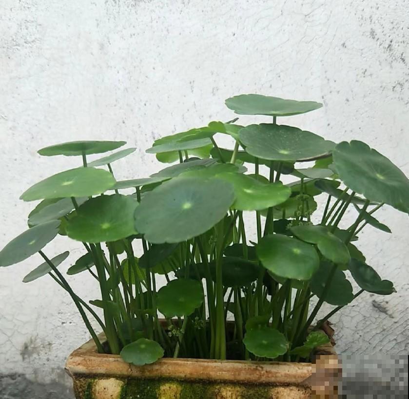 冬季家里光线不好，不如养几盆耐阴植物，这5种生长依然旺盛！