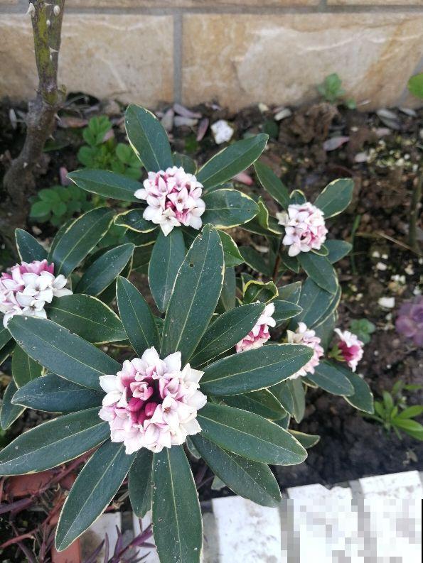 这花就是活香水，家里养一盆，除异味、还杀菌，空气清新身体好