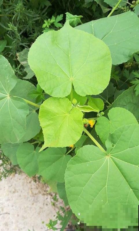 这野草的种子真稀奇，精致得像块小糕点，而且全株都有神奇用处