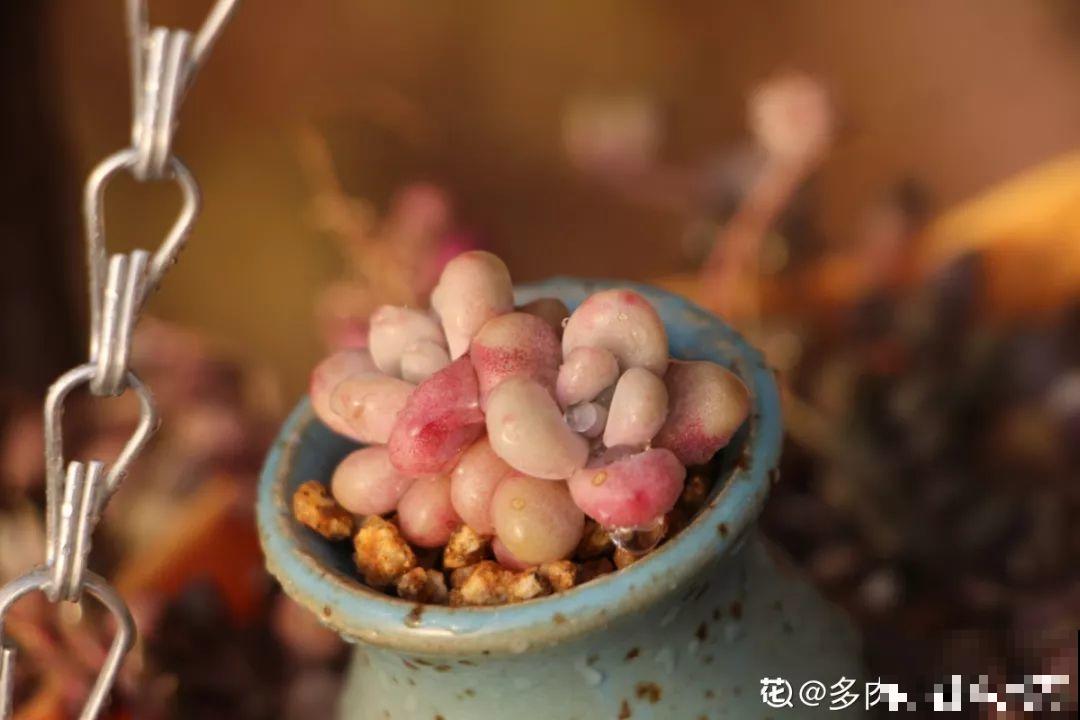 多肉就得饿着养，少浇水用小盆，越虐越值钱！