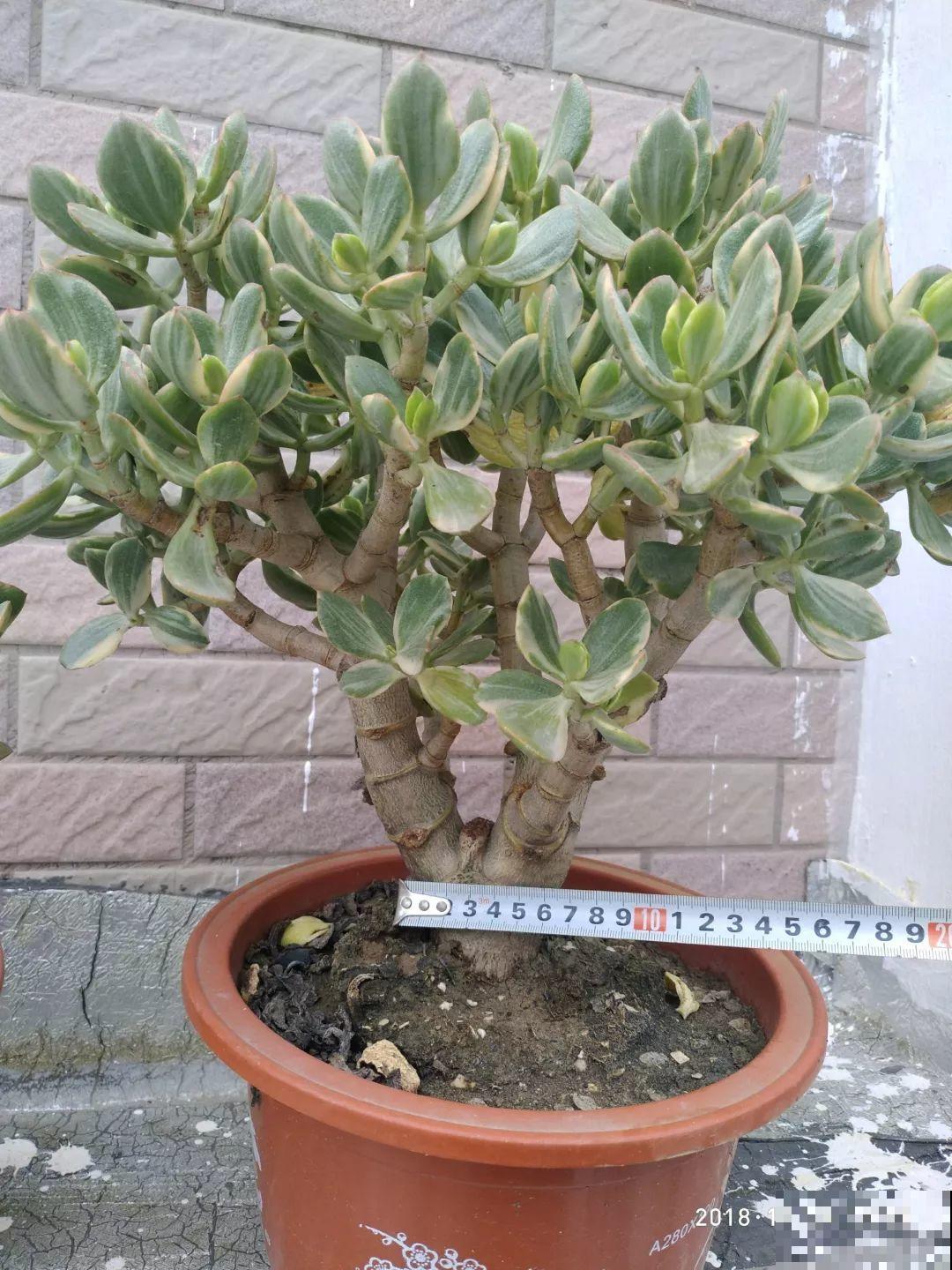 养了20年的玉树，杆子比大腿还粗，满树白花跟下雪了一样！