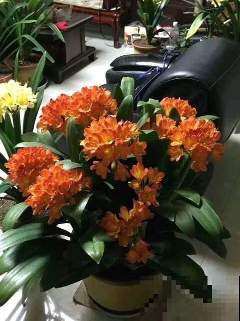 这种有“灵性”的花，一夜开了几十朵，再晚也要等花开！