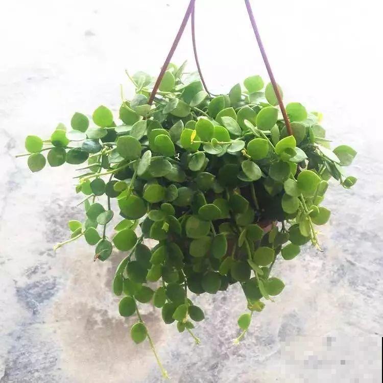 过年养10种花，红红火火一大片，连灯笼都不用挂了！