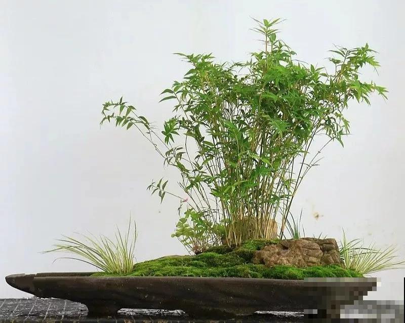 路边的石头野草捡回家，摆在盘里就是盆景，看完你也会做！