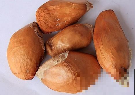原来这东西的籽也能种，随便往盆里一塞，长出树苗特有成就感！