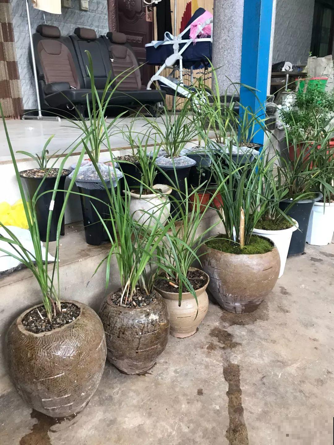 养这花不用土，装进塑料袋喷喷水，叶子绿油油越长越好！