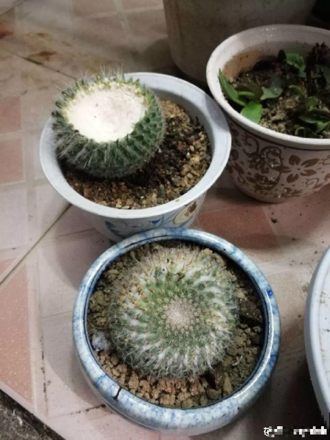 家里有这4种花，砍1刀能憋8个芽，两个月就爆盆！