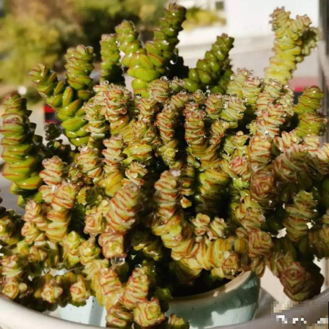 适合过年养的6种多肉，红红火火，每盆都有好寓意！