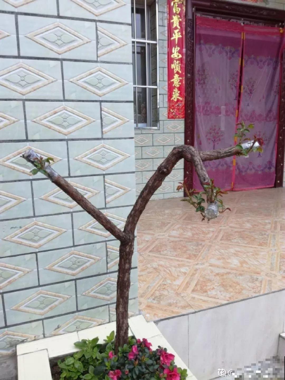 辞职回乡，这是他为养花做过最疯狂的事，却让人人都羡慕！