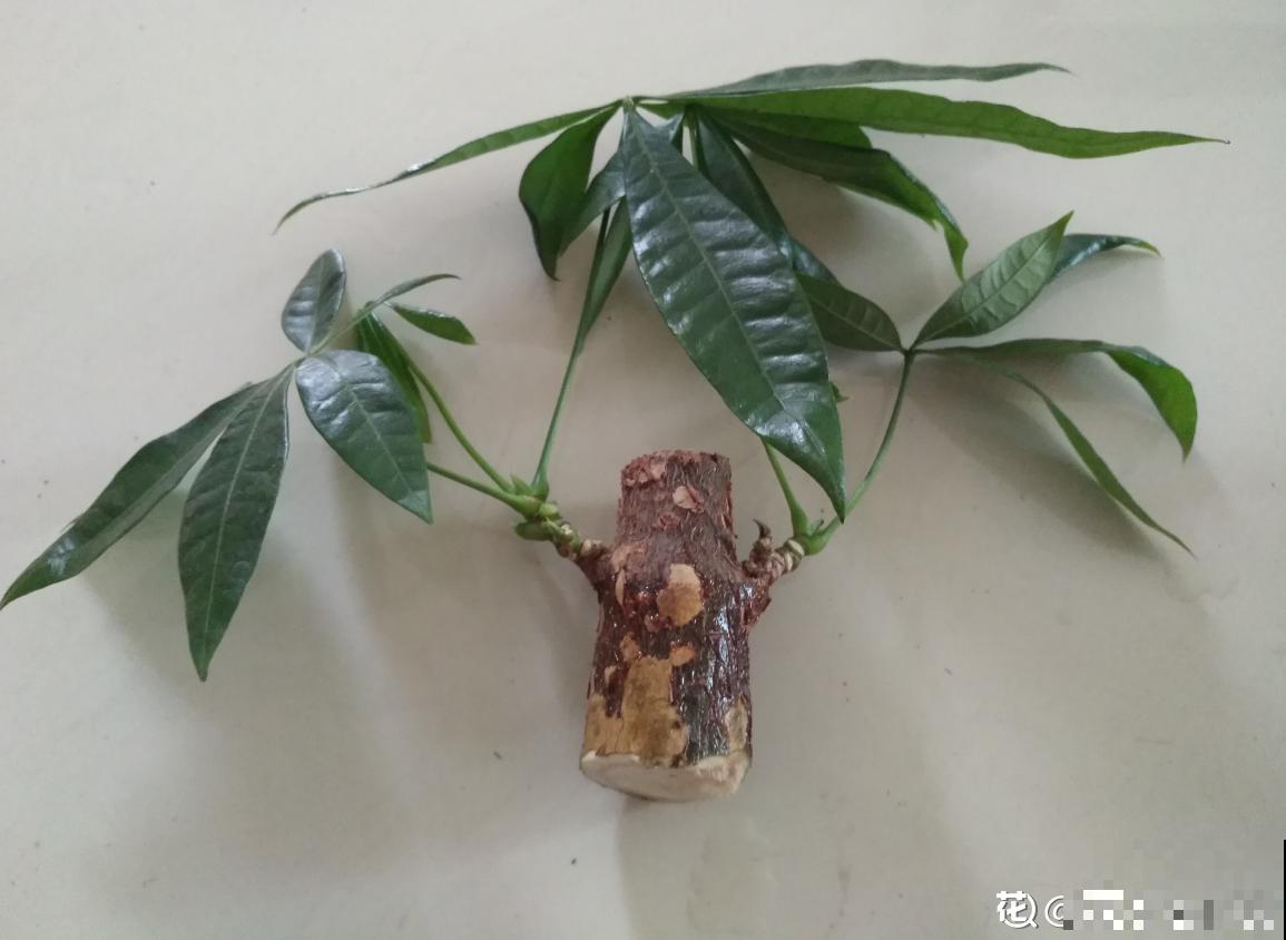 这么贵的花，老板都扔地上不要，赶紧捡回家！