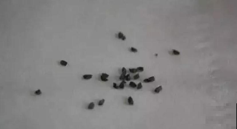 养玉露的小技巧，学一招，叶子透亮像小灯泡！