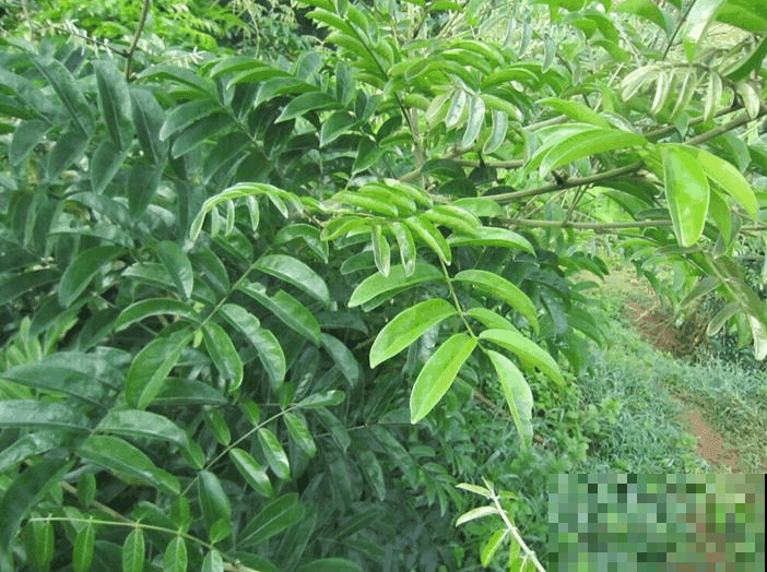 据说吃了这野货，力气比牛大，看见这藤赶紧刨，挖一斤值不少钱！