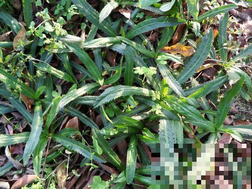 原来香菜也有野生的，长得比野草茂盛，薅一把煲汤鲜香美味！