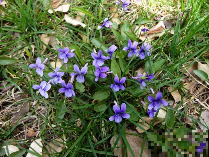 这10种小众花，价值珍贵、花型奇特，很少有人能叫出名字来！