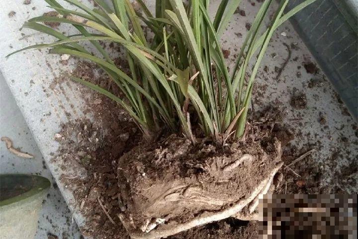家里植物都这样了，换盆是关键，啥花都能养长久！