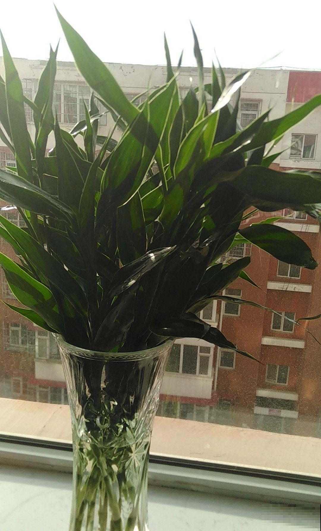 水培植物咋烂了？都怪放的地方不对，这几个位置万万不能放！