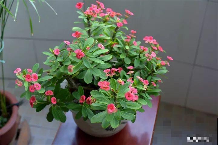 这8种花，其实都是多肉，旱着养才能长爆盆！