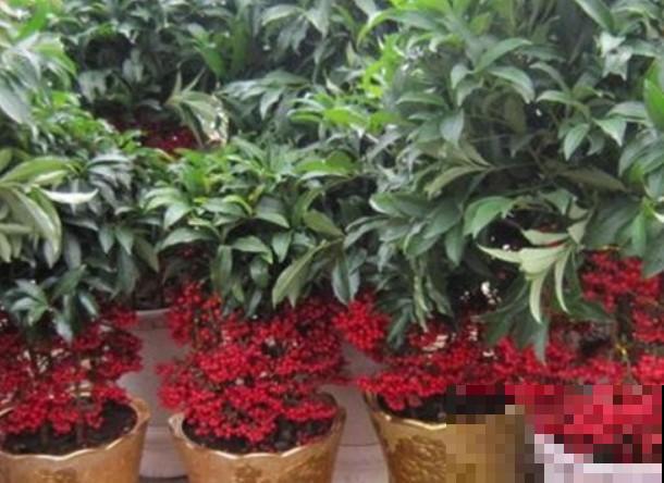 刚弄两盆黄金万两，红果子挂满枝头，养好了能旺家！