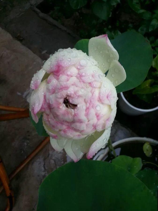 爱养花的人，就想有个小院子，喝茶赏花，过平静的日子！