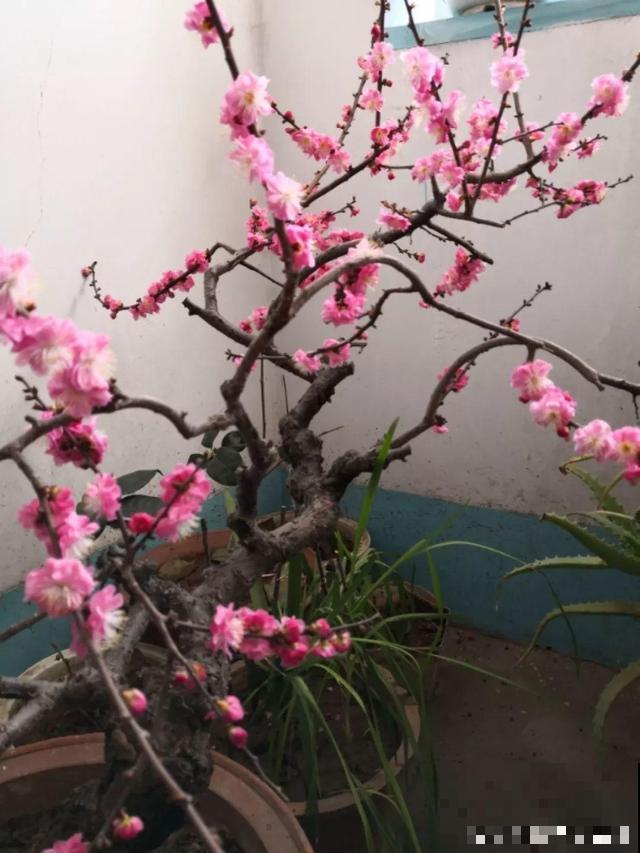 冬天养5种梅花，冰天雪地也在开，香味飘满屋！