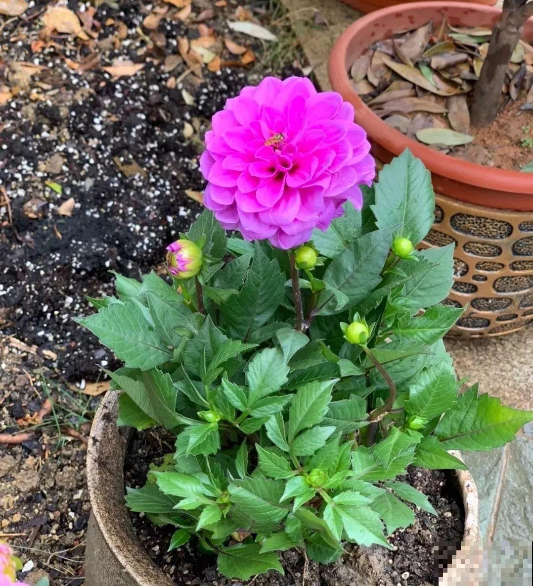 这花是新晋年宵花，室内室外都能养，能连开好几茬！