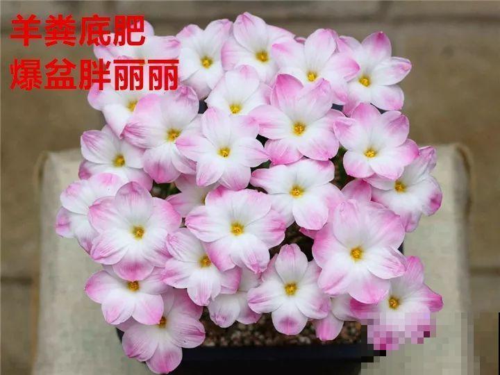 土里掺点它，3年不用换盆，花照样年年开！