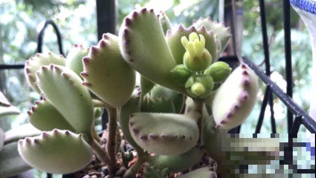 家里养盆它，20年长成小树，毛绒绒特可爱！