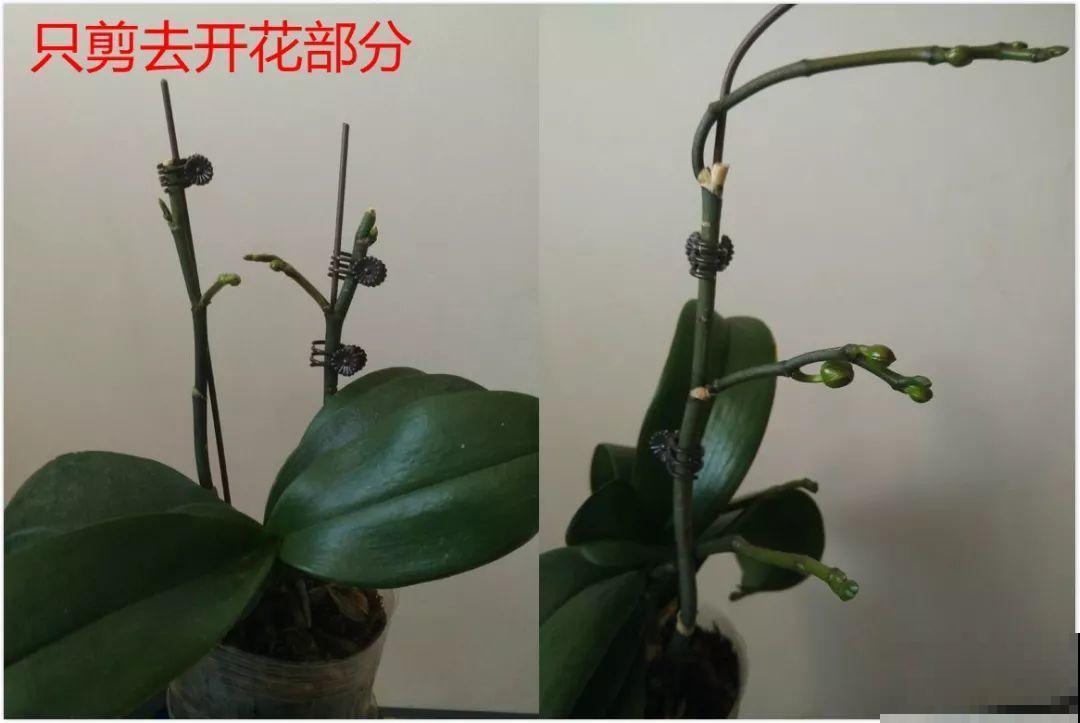 公认的开花机器，一年能开8个月，光不好也能养！