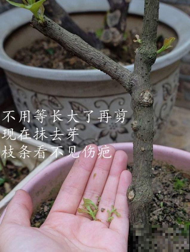 养了5年的三角梅，一长高就砍，终于变成精品老桩！