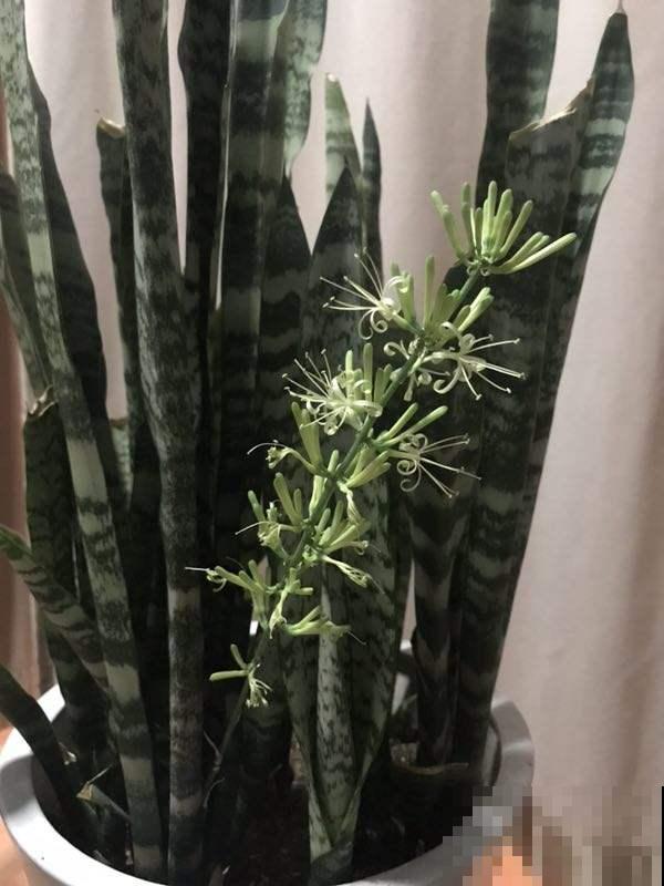 家里养了这花，开花就有好兆头，1盆顶10盆
