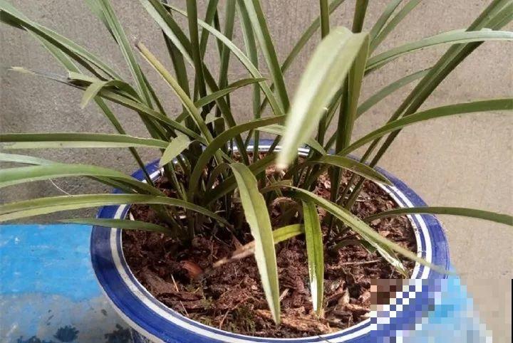 家里植物都这样了，换盆是关键，啥花都能养长久！