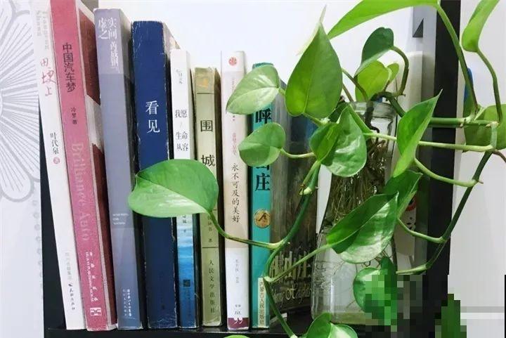 客厅养花不能看心情，注意这两大忌，选对了全家受益！
