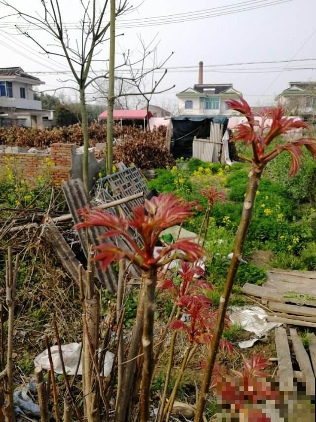 农村这种菜，只在春天有，别的季节都是假的，注意好了！