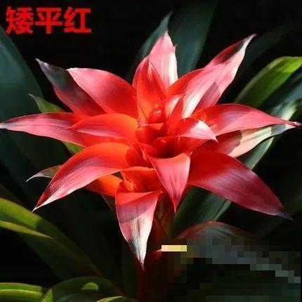 这花一开就是大半年，红红火火，不知道的还以为是塑料花！