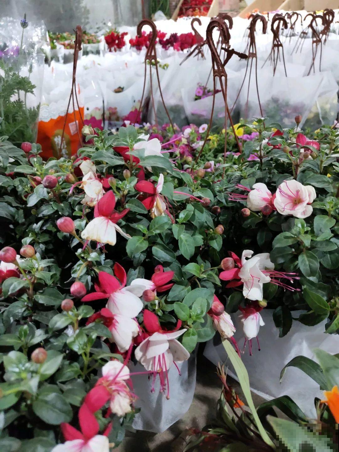 12月逛花市，这花好看又好养，遇到赶紧抱回家！