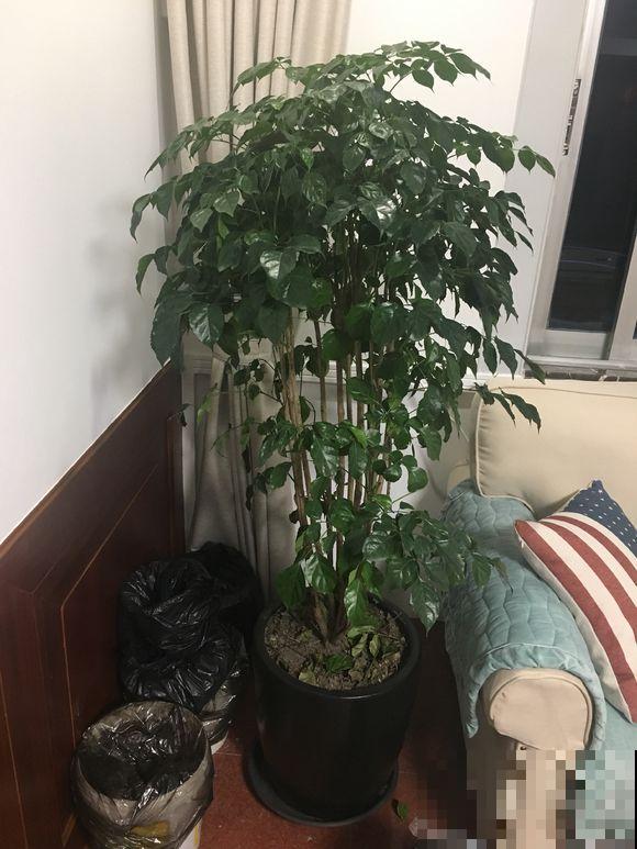 养花不注意看这里，一浇水就烂根，叶子哗哗掉！