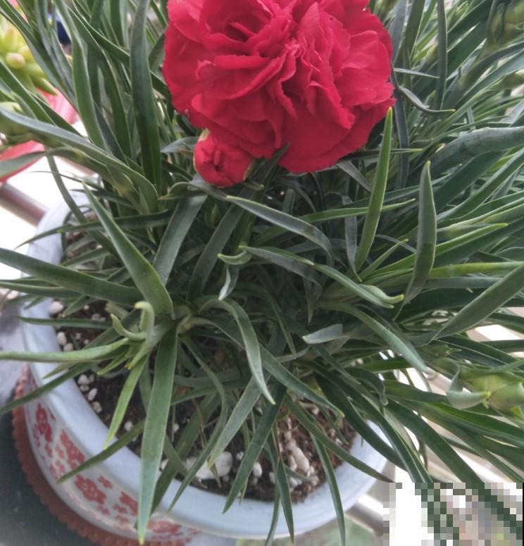 母亲节买的康乃馨，盆栽起来，开花更美！
