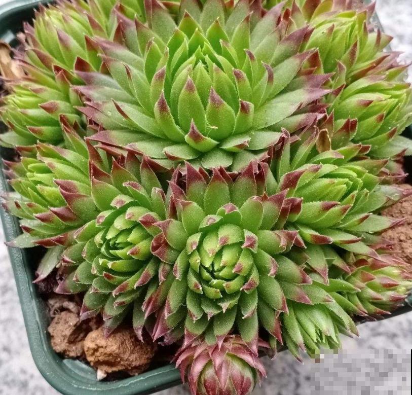 见过长成这样的观音莲吗，一棵就能生出一堆小观音，看着太过瘾了