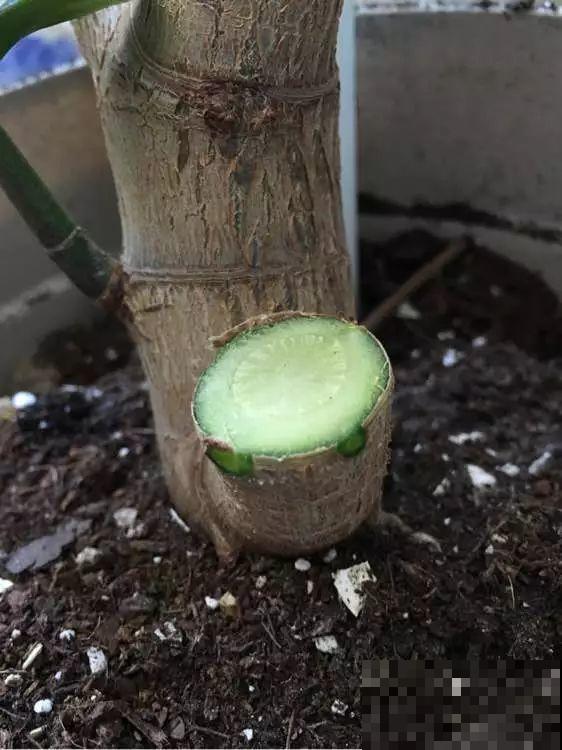养了20年的玉树，杆子比大腿还粗，满树白花跟下雪了一样！