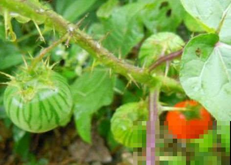 老太上山就摘把这种小野瓜，掰碎放嘴里有奇效，拿到集市能卖钱