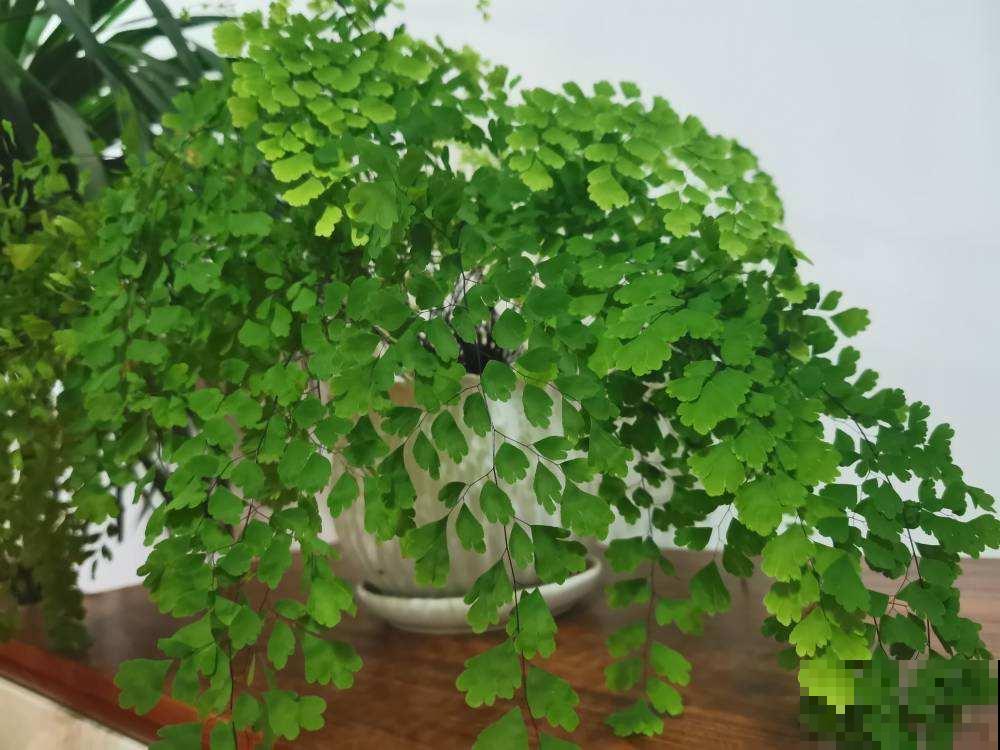 北阳台被她种出一片花海，邻居羡慕得天天来看，网友：养功真牛