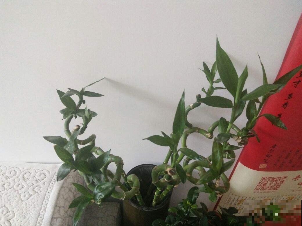 花市卖的这种弯曲的竹子是啥？原来要这么养，叶子才能不发黄！